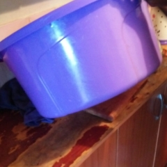 -------1 IMG-20191011-WA0010